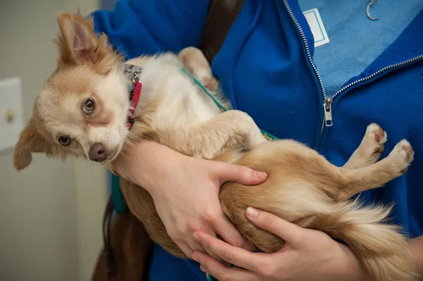 Puppy in arms — Stock Photo, Image