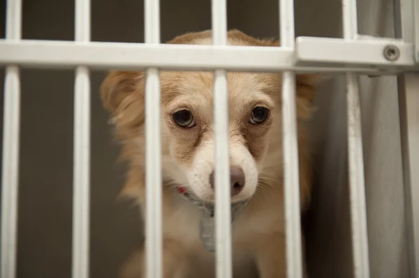 Puppy in a cage — Stock Photo, Image