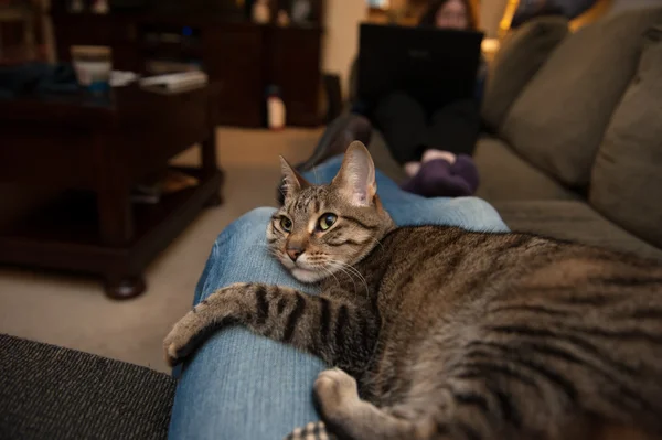 Katzenlounges auf Blue Jean Schoß — Stockfoto