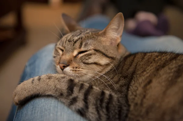 Katzenlounges auf Blue Jean Schoß — Stockfoto