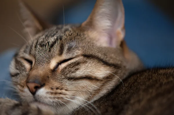 Zamkniętymi oczami zbliżenie kot — Zdjęcie stockowe