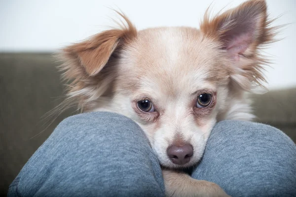 Chihuahua between the legs — Stock Photo, Image