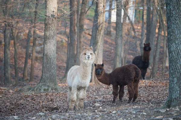 Lamas in the woods — Stock Photo, Image