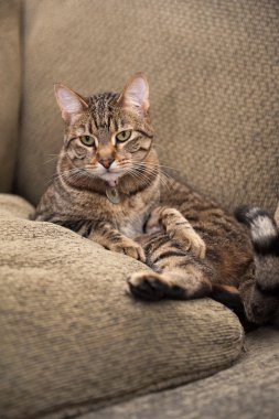 cat on the couch clipart