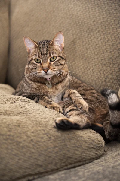 Katt på soffan — Stockfoto