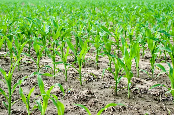 Close up corn field — Stock Photo, Image