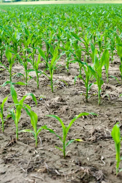 Крупним планом кукурудзяне поле — стокове фото
