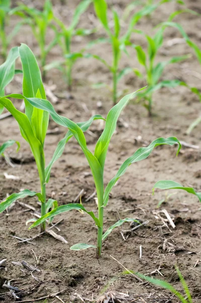 Closeup jonge maïs plant — Stockfoto