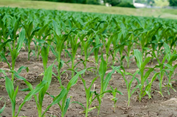 Крупним планом кукурудзяне поле — стокове фото