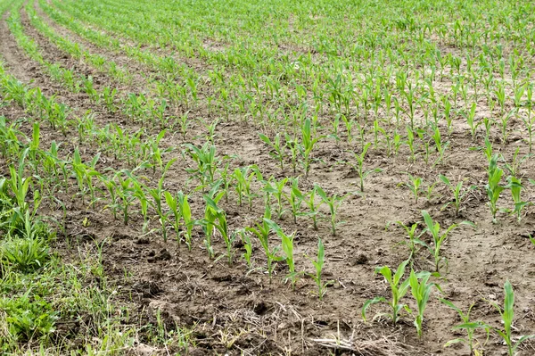 Maisfeld aus nächster Nähe — Stockfoto