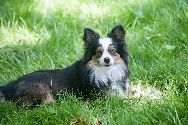 Australische herder gras — Stockfoto