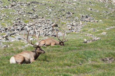 Tembel Elk