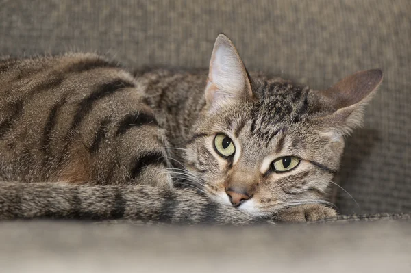 Cansado gato gruñón — Foto de Stock