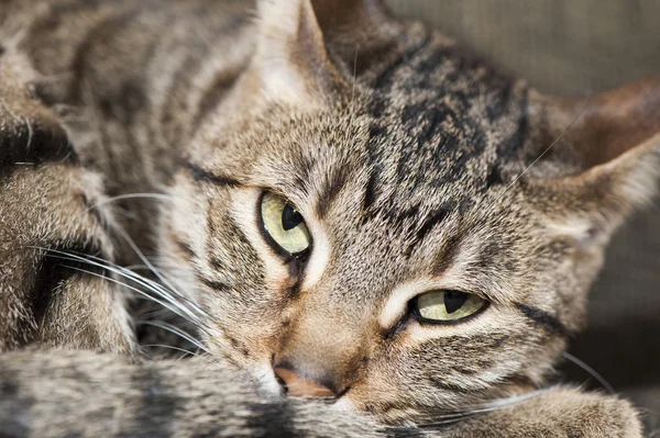 Trött Cranky katt — Stockfoto