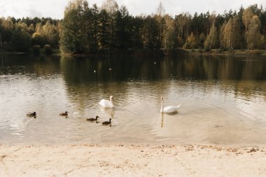 Suda yüzen ördekli kuğu (beslenme), sığ DOF, seçici odaklı kuğu