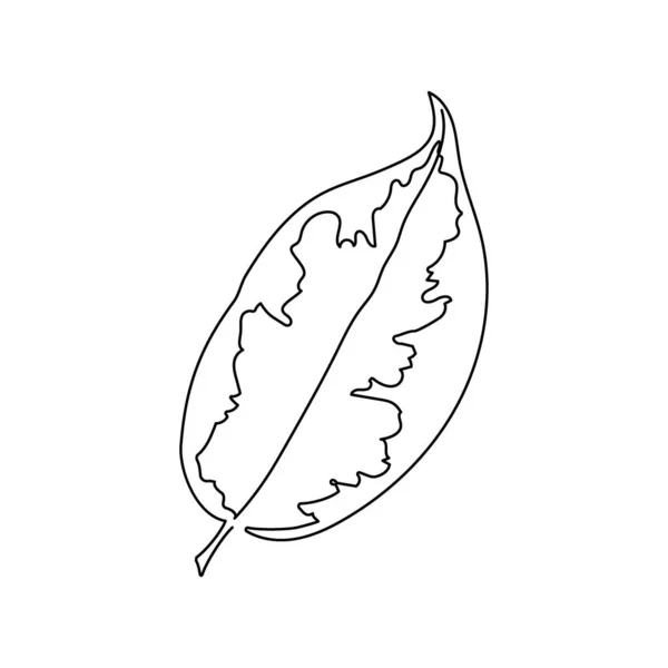 Dieffenbachia folha linha contínua desenho. Uma linha de arte de folhas, plantas, ervas, folhas ficus, elastica tineke. — Vetor de Stock