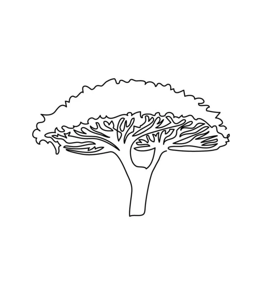 Árbol paraguas Acacia una línea de arte. Dibujo continuo de plantas, flora, árbol de hoja caduca, corona, árboles africanos, baobab, paraguas de acacia, sabana. — Vector de stock