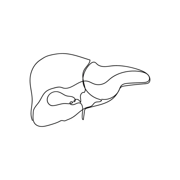 Человеческая печень с желчным пузырем. Непрерывная линия рисования человека, внутренних органов, желудочно-кишечного тракта. — стоковый вектор