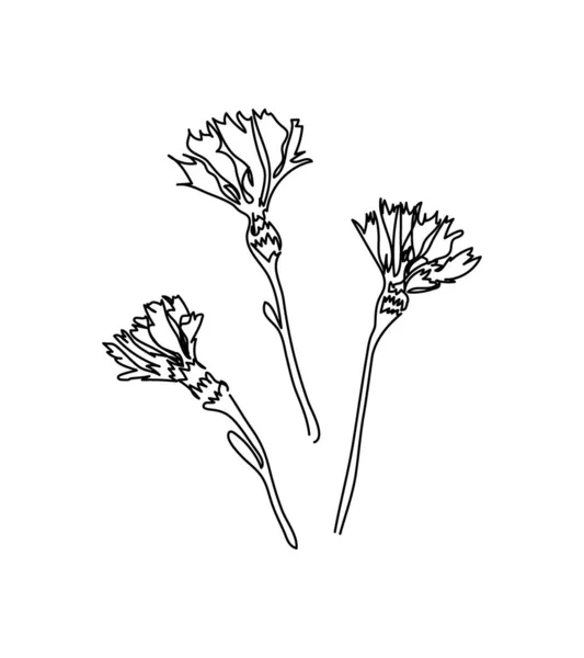 Cornflower, clavel flor una línea de arte. Dibujo continuo de plantas, hierbas, flores, flores, naturaleza, flora, flores silvestres. — Vector de stock