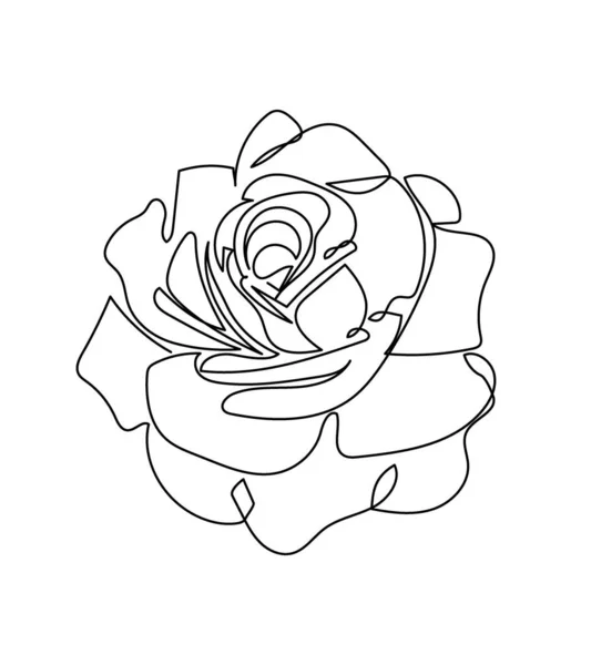 Rose, peony flower one line art. Continuous line drawing of plants, herb, flower, blossom, nature, flora, garden flowers. — Stock Vector