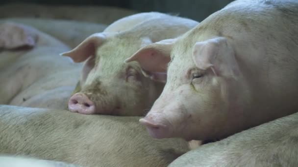 Medium-sized pigs eat and rest on a pig farm — Stock Footage Medium Sized Pigs Eat Rest Pig Farm Royalty Free Stock Video