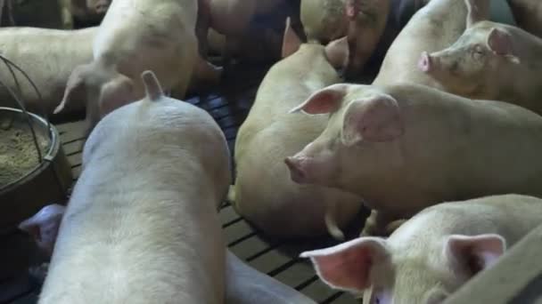 Medium-sized pigs eat and rest on a pig farm — Stock Footage Medium Sized Pigs Eat Rest Pig Farm Video Clip