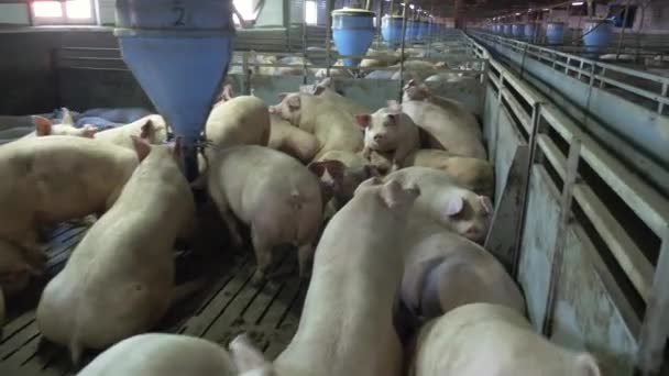 Medium-sized pigs eat and rest on a pig farm — Stock Footage Medium Sized Pigs Eat Rest Pig Farm Royalty Free Stock Video