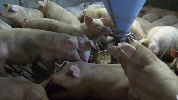Medium-sized pigs eat and rest on a pig farm — Stock Footage Medium Sized Pigs Eat Rest Pig Farm Video Clip