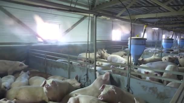 Medium-sized pigs eat and rest on a pig farm — Stock Footage Medium Sized Pigs Eat Rest Pig Farm Stock Footage