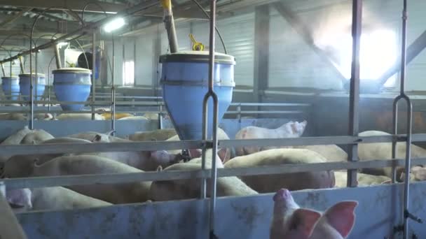 Medium-sized pigs eat and rest on a pig farm — Stock Footage Medium Sized Pigs Eat Rest Pig Farm Video Clip