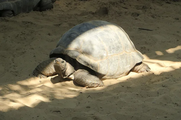 Черепаха Стокове Фото