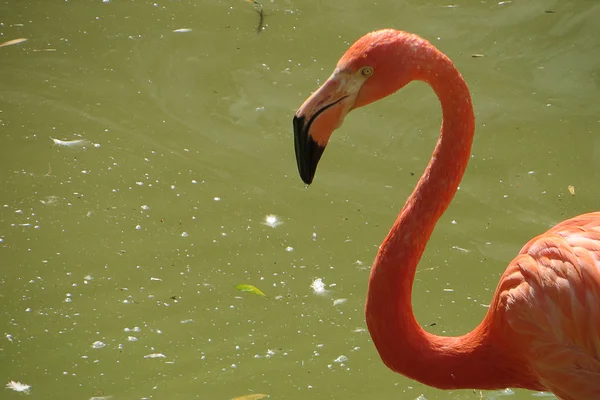 Flamingó Stock Fotó