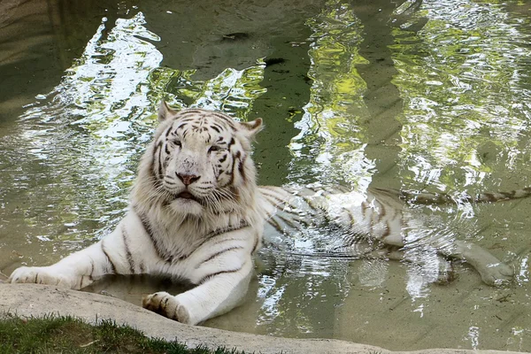 Fehér tigris Jogdíjmentes Stock Képek
