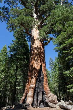 Grizzly Giant, redwood (Sequoioideae), Wellingtonia (Sequoiadendron giganteum), Mariposa Grove, Yosemite National Park, California, USA, North America clipart