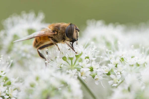 Volucella Inanis Volucella Inanis Lower Saxony Almanya Avrupa — Stok fotoğraf