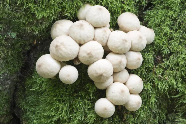 Puffball Comune Lycoperdon Perlatum Bassa Sassonia Germania Europa — Foto Stock