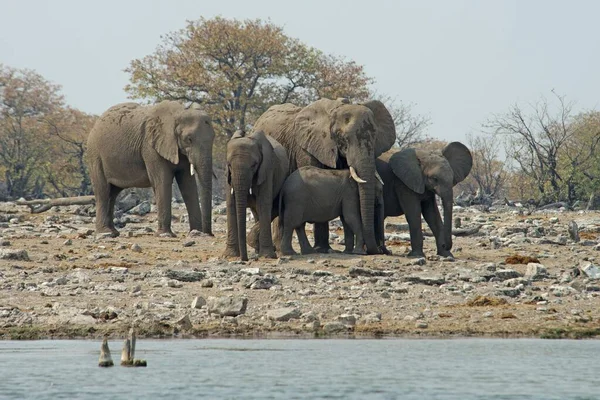 Африканські Бушмові Слони Loxodonta Africana Національний Парк Етоша Намібія Африка — стокове фото