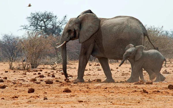 Elefanti Del Bush Africano Loxodonta Africana Mucca Con Vitello Parco — Foto Stock