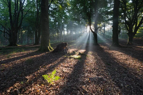 Raios Luz Solar Floresta Emsland Baixa Saxônia Alemanha Europa — Fotografia de Stock