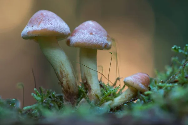 Серные Пучки Hypholoma Fasciculare Эмсланд Нижняя Саксония Германия Европа — стоковое фото