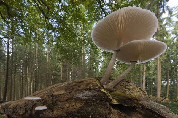 Porcelain Fungus Oudemansiella Mucida Deadwood Emsland Lower Saxony Germany Europe — Stock Photo, Image
