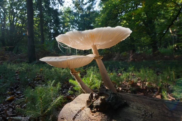 Ringed Book Mucus Rbling Oudemansiella Mucida Deadwood Emsland Lower Saxony — Stock Photo, Image