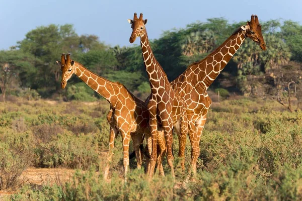 Három Szomáliai Vagy Retikulált Zsiráf Giraffa Reticulata Camelopardalis Samburu Nemzeti — Stock Fotó