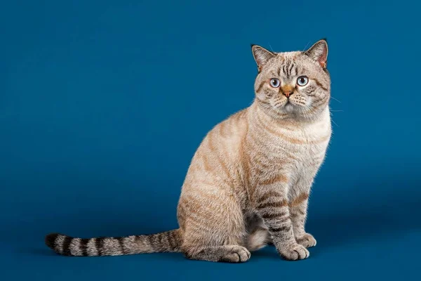 영국짧은 고양이 Felis Catus 개월된 포인트 — 스톡 사진