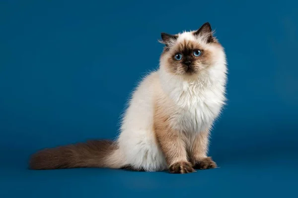 Gato Pelo Largo Británico Edad Meses Punto Sello —  Fotos de Stock