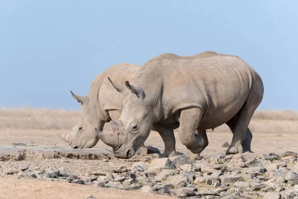 Білі Носороги Або Плоскокрилі Носороги Ceratotherium Simum Пити Pejeta Reserve — стокове фото