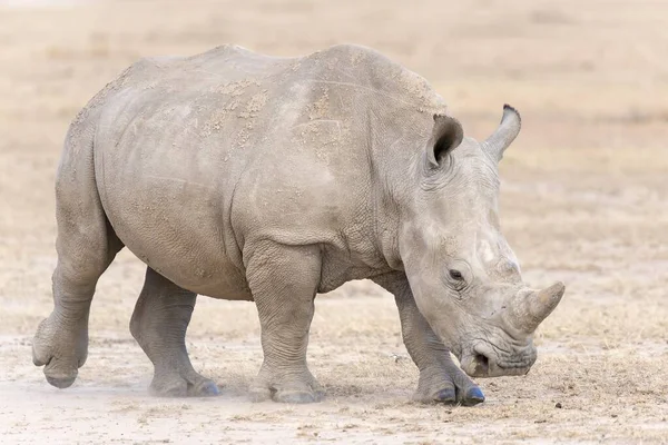 Rinoceronte Blanco Ceratotherium Simum Reserva Pejeta Kenia África — Foto de Stock