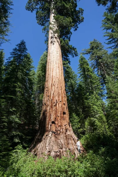 Redwood Sequoioideae Wellingtonia Sequoiadendron Giganteum Mariposa Grove Yosemite National Park — Stock Photo, Image