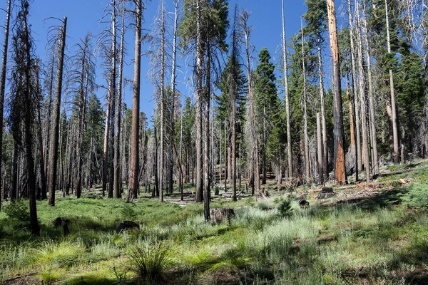 Árboles Dañados Por Incendios Forestales Cerca Wawona Point Mariposa Grove — Foto de Stock