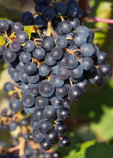 Uvas Azuis Motovun Ístria Croácia Europa — Fotografia de Stock